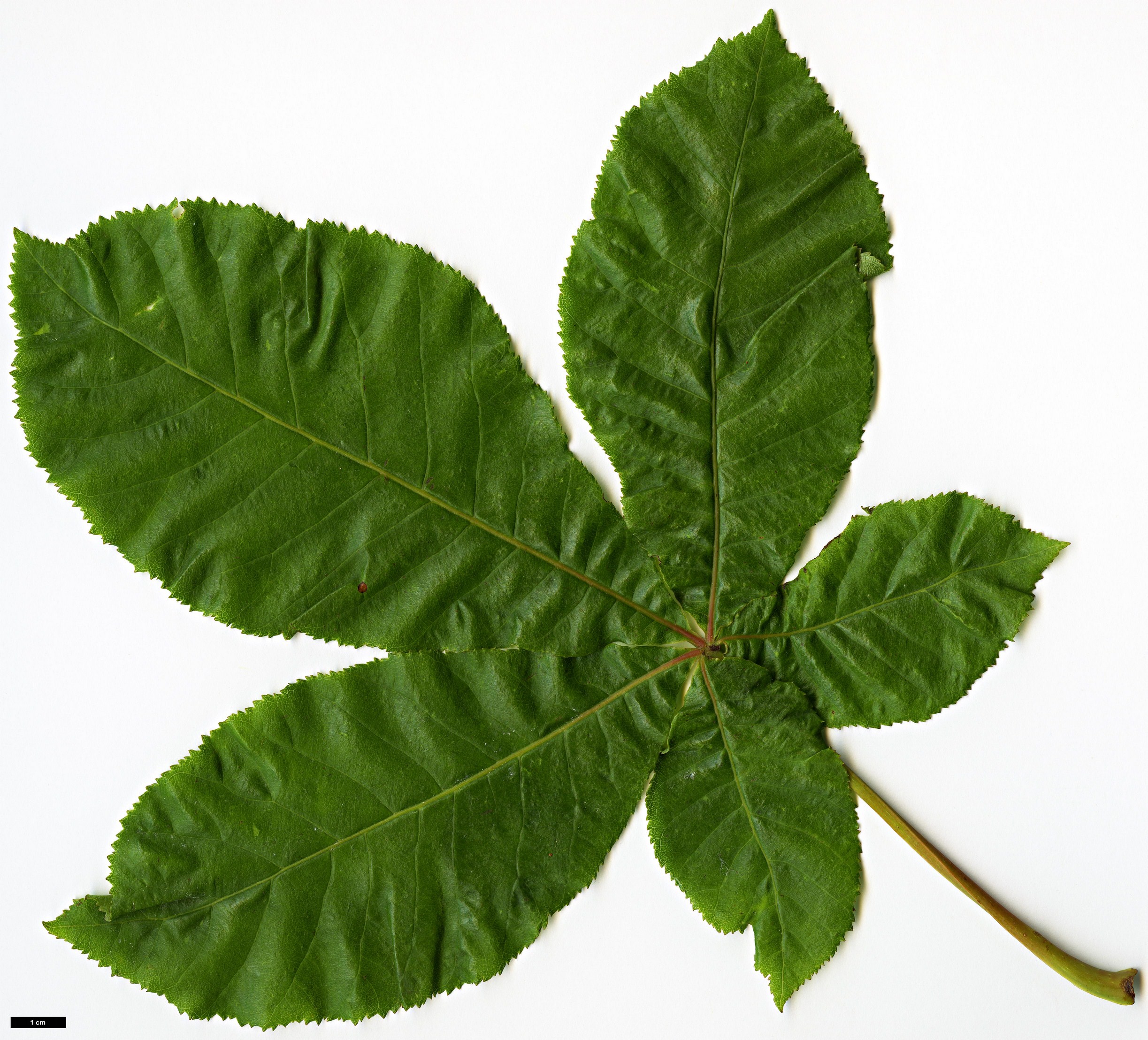 High resolution image: Family: Sapindaceae - Genus: Aesculus - Taxon: ×carnea (A.hippocastanum × A.pavia)